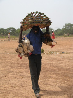01 Transport De Pintades Et De Poulets